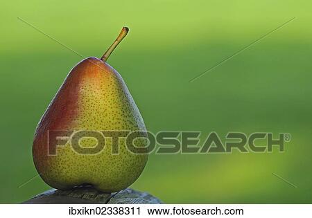 Stock Image - Pear. Fotosearch