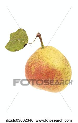 Pear View Large Photo Image Stock Photograph - Pear. Fotosearch