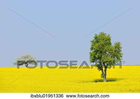 "Pear tree (Pyrus) and a flowering apple tree (Malus) in a canola field, Lower Franconia, Bavaria, Germany, Europe" View Large Photo Image Stock Photograph - "Pear tree (Pyrus) and a flowering apple tree (Malus) in a canola field, Lower Franconia, Bavaria, Germany, Europe". Fotosearch