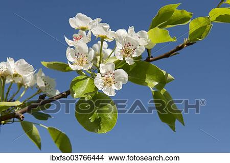 "Pear Tree (Pyrus communis), branch with blossoms, Thuringia, Germany, Europe" View Large Photo Image Picture - "Pear Tree (Pyrus communis), branch with blossoms, Thuringia, Germany, Europe". Fotosearch