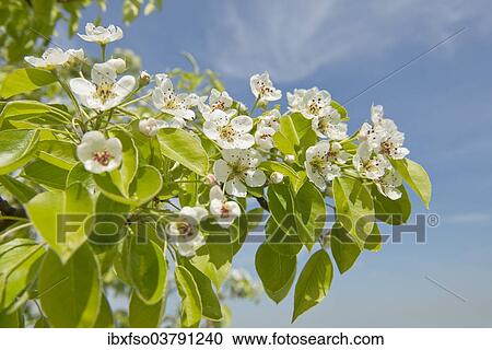 "Pear tree (Pyrus communis), cultivar, branch with blossoms and leaves, Thuringia, Germany, Europe" View Large Photo Image Stock Image - "Pear tree (Pyrus communis), cultivar, branch with blossoms and leaves, Thuringia, Germany, Europe". Fotosearch