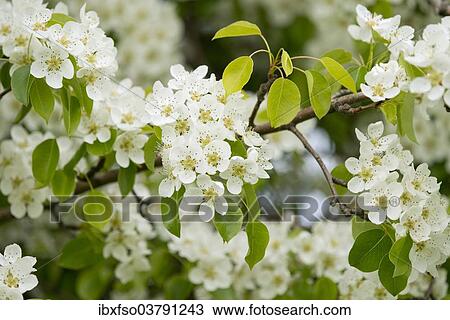 "Pear tree (Pyrus communis), cultivar, branch with blossoms and leaves, Thuringia, Germany, Europe" View Large Photo Image Stock Image - "Pear tree (Pyrus communis), cultivar, branch with blossoms and leaves, Thuringia, Germany, Europe". Fotosearch