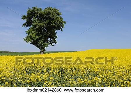 "Pear tree (Pyrus communis) in a field of flowering Rape (Brassica napus), Bavaria, Germany, Europe" View Large Photo Image Stock Image - "Pear tree (Pyrus communis) in a field of flowering Rape (Brassica napus), Bavaria, Germany, Europe". Fotosearch
