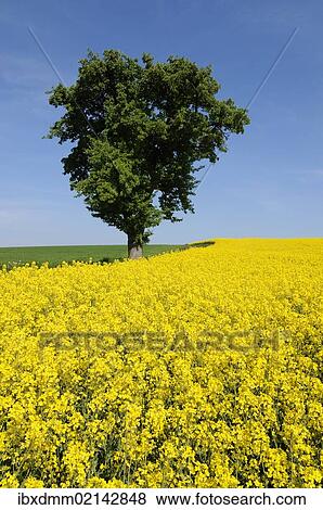 "Pear tree (Pyrus communis) in a field of flowering Rape (Brassica napus), Bavaria, Germany, Europe" View Large Photo Image Stock Photo - "Pear tree (Pyrus communis) in a field of flowering Rape (Brassica napus), Bavaria, Germany, Europe". Fotosearch