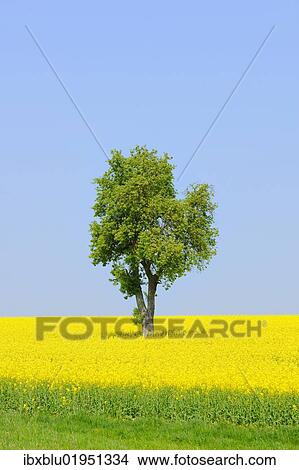 "Pear tree (Pyrus) in a canola field, Lower Franconia, Bavaria, Germany, Europe" View Large Photo Image Picture - "Pear tree (Pyrus) in a canola field, Lower Franconia, Bavaria, Germany, Europe". Fotosearch