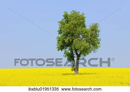 "Pear tree (Pyrus) in a canola field, Lower Franconia, Bavaria, Germany, Europe" View Large Photo Image Stock Photography - "Pear tree (Pyrus) in a canola field, Lower Franconia, Bavaria, Germany, Europe". Fotosearch