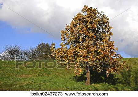 "Pear tree (Pyrus) on Luehedeich dyke, Borstel, Altes Land, Lower Saxony, Germany, Europe" View Large Photo Image Stock Image - "Pear tree (Pyrus) on Luehedeich dyke, Borstel, Altes Land, Lower Saxony, Germany, Europe". Fotosearch