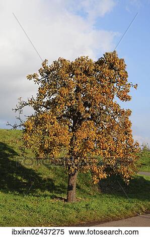 "Pear tree (Pyrus) on Luehedeich dyke, Borstel, Altes Land region, Lower Saxony, Germany, Europe" View Large Photo Image Stock Photography - "Pear tree (Pyrus) on Luehedeich dyke, Borstel, Altes Land region, Lower Saxony, Germany, Europe". Fotosearch