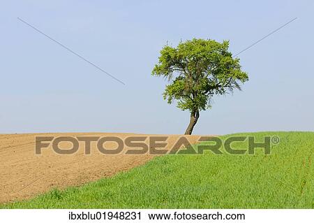 Pear tree (Pyrus) View Large Photo Image Stock Image - Pear tree (Pyrus). Fotosearch