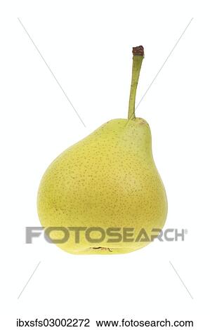 "Pear, Upper Austrian Wine Pear variety" View Large Photo Image Stock Image - "Pear, Upper Austrian Wine Pear variety". Fotosearch