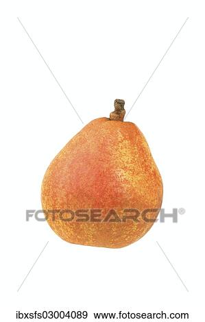 "Pear, Vereinsdechantsbirne variety" View Large Photo Image Stock Photo - "Pear, Vereinsdechantsbirne variety". Fotosearch