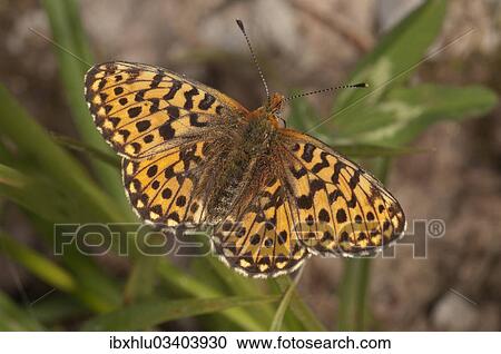 Stock Image - "Pearl-bordered Fritillary butterfly (Boloria euphrosyne, Clossiana euphrosyne), Untergroningen, Abtsgmuend, Baden-Wurttemberg, Germany, Europe". Fotosearch