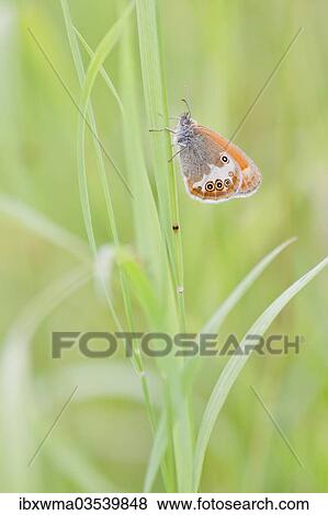 "Pearly Heath (Coenonympha arcania) butterfly clinging to a blade of grass, North Hesse, Hesse, Germany, Europe" View Large Photo Image Stock Photo - "Pearly Heath (Coenonympha arcania) butterfly clinging to a blade of grass, North Hesse, Hesse, Germany, Europe". Fotosearch