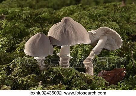 "Pearly powdercap (Cystoderma carcharias), Untergroeningen, Baden-Wuerttemberg, Germany, Europe" View Large Photo Image Stock Image - "Pearly powdercap (Cystoderma carcharias), Untergroeningen, Baden-Wuerttemberg, Germany, Europe". Fotosearch