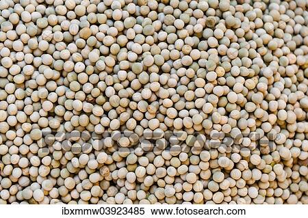 Peas (Pisum sativum) View Large Photo Image Stock Photography - Peas (Pisum sativum). Fotosearch