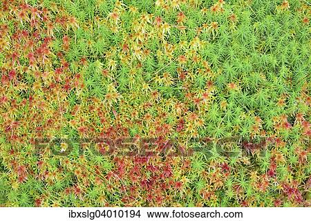 "Peat moss (Sphagnum sp. ) and Common haircap moss (Polytrichum commune), Tyrol, Austria, Europe" View Large Photo Image Picture - "Peat moss (Sphagnum sp. ) and Common haircap moss (Polytrichum commune), Tyrol, Austria, Europe". Fotosearch