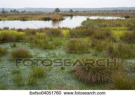 "Peat Moss (Sphagnum sp. ) and Soft Rush or Common Rush (Juncus effusus), Schweimker Moor Nature Reserve, Lower Saxony, Germany, Europe" View Large Photo Image Stock Image - "Peat Moss (Sphagnum sp. ) and Soft Rush or Common Rush (Juncus effusus), Schweimker Moor Nature Reserve, Lower Saxony, Germany, Europe". Fotosearch