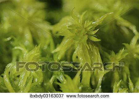 "Peat Moss (Sphagnum), Tiste Bauernmoor, Landkreis Rotenburg, Lower Saxony, Germany, Europe" View Large Photo Image Stock Photo - "Peat Moss (Sphagnum), Tiste Bauernmoor, Landkreis Rotenburg, Lower Saxony, Germany, Europe". Fotosearch