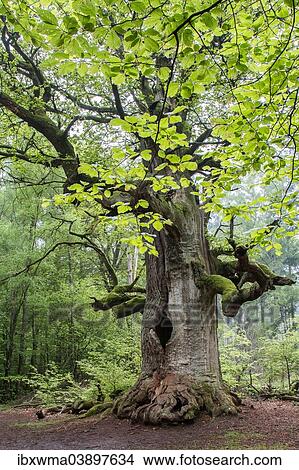 "Pedunculate Oak (Quercus robur), """"Kamineiche"""", Urwald Sababurg Nature Reserve, North Hesse, Hesse, Germany, Europe" View Large Photo Image Picture - "Pedunculate Oak (Quercus robur), """"Kamineiche"""", Urwald Sababurg Nature Reserve, North Hesse, Hesse, Germany, Europe". Fotosearch