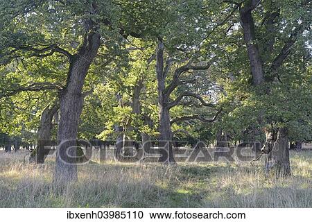 "Pedunculate Oak (Quercus robur), Jaegersborg, Copenhagen, Denmark, Europe" View Large Photo Image Stock Image - "Pedunculate Oak (Quercus robur), Jaegersborg, Copenhagen, Denmark, Europe". Fotosearch