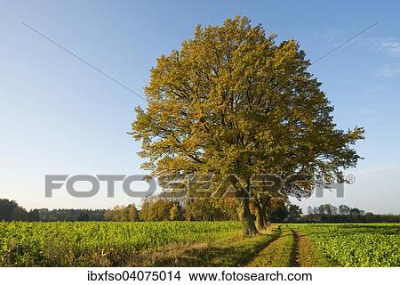 "Pedunculate Oaks (Quercus robur) at a dirt road in autumn, Lower Saxony, Germany, Europe" View Large Photo Image Picture - "Pedunculate Oaks (Quercus robur) at a dirt road in autumn, Lower Saxony, Germany, Europe". Fotosearch