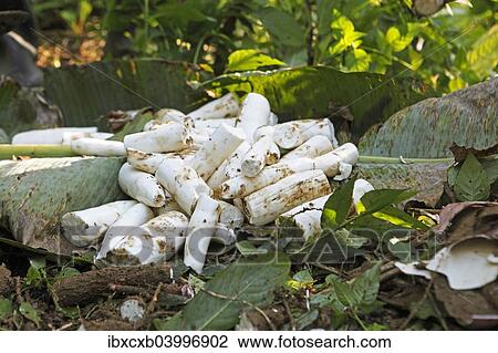 "Peeled cassava root on the jungle floor, Sacha Runa, Napo Province, Ecuador, South America" View Large Photo Image Stock Image - "Peeled cassava root on the jungle floor, Sacha Runa, Napo Province, Ecuador, South America". Fotosearch