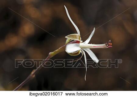 "Pelargonium dasyphyllum, Goegap Nature Reserve, Namaqualand, South Africa, Africa" View Large Photo Image Stock Photo - "Pelargonium dasyphyllum, Goegap Nature Reserve, Namaqualand, South Africa, Africa". Fotosearch