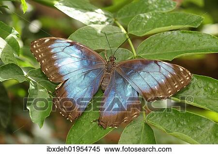 "Peleides Blue Morpho (Morpho peleides), South America" View Large Photo Image Stock Photography - "Peleides Blue Morpho (Morpho peleides), South America". Fotosearch
