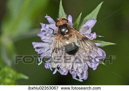 "Pellucid Hoverfly (Volucella pellucens) searching for nectar on a Wood Scabious, Untergroeningen, Baden-Wuerttemberg, Germany, Europe" View Large Photo Image Stock Photo - "Pellucid Hoverfly (Volucella pellucens) searching for nectar on a Wood Scabious, Untergroeningen, Baden-Wuerttemberg, Germany, Europe". Fotosearch