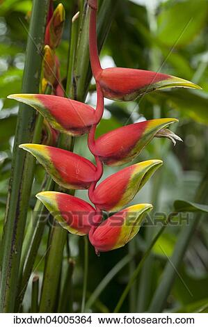 "Pendent Heliconia (Heliconia pendula), native to south Mexico" View Large Photo Image Picture - "Pendent Heliconia (Heliconia pendula), native to south Mexico". Fotosearch