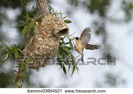 "Penduline Tit (Remiz pendulinus), approaching the nest to supply feed for young, Mecklenburg-Western Pomerania, Germany, Europe" View Large Photo Image Stock Image - "Penduline Tit (Remiz pendulinus), approaching the nest to supply feed for young, Mecklenburg-Western Pomerania, Germany, Europe". Fotosearch