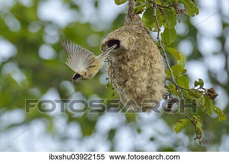 Stock Photography - "Penduline Tit (Remiz pendulinus) flying from its nest, Biebrza National Park, Poland, Europe". Fotosearch