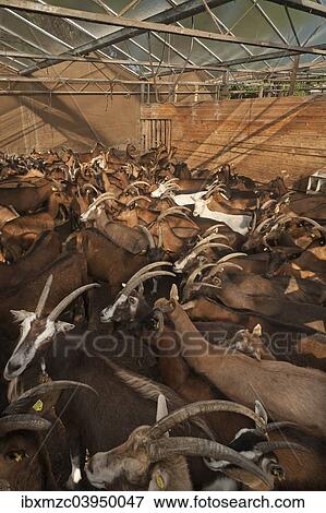 "Penned dairy goats waiting to be milked in the barn, organic goat farm, Othenstorf, Mecklenburg-Western Pomerania, Germany, Europe" View Large Photo Image Stock Photo - "Penned dairy goats waiting to be milked in the barn, organic goat farm, Othenstorf, Mecklenburg-Western Pomerania, Germany, Europe". Fotosearch