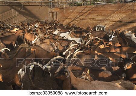 Stock Photo - "Penned dairy goats waiting to be milked in the barn, organic goat farm, Othenstorf, Mecklenburg-Western Pomerania, Germany, Europe". Fotosearch