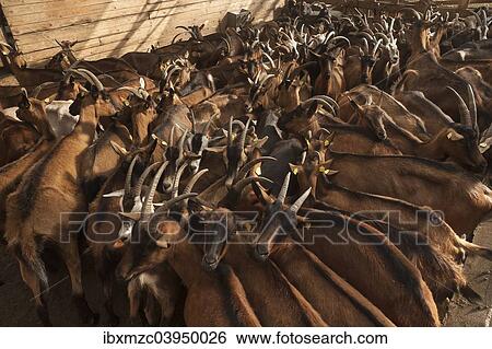 Stock Photograph - "Penned dairy goats waiting to be milked in the barn, organic goat farm, Othenstorf, Mecklenburg-Western Pomerania, Germany, Europe". Fotosearch