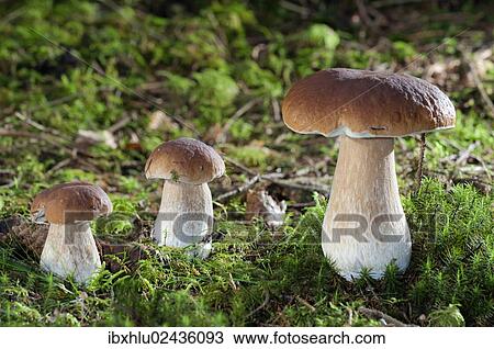"Penny Buns, Porcinos (Boletus edulis), Untergroeningen, Baden-Wuerttemberg, Germany, Europe" View Large Photo Image Stock Image - "Penny Buns, Porcinos (Boletus edulis), Untergroeningen, Baden-Wuerttemberg, Germany, Europe". Fotosearch