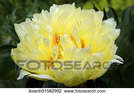 "Peony """"Bartzella (Paeonia hybrid Bartzella)" View Large Photo Image Stock Image - "Peony """"Bartzella (Paeonia hybrid Bartzella)". Fotosearch