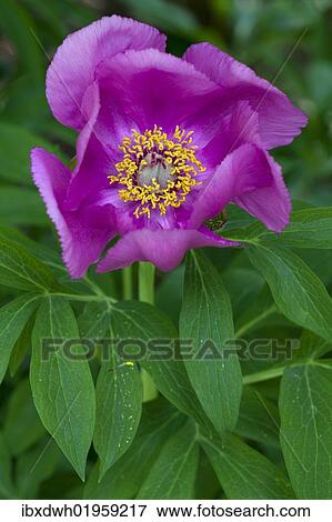 "Peony (Paeonia), flower" View Large Photo Image Stock Photo - "Peony (Paeonia), flower". Fotosearch