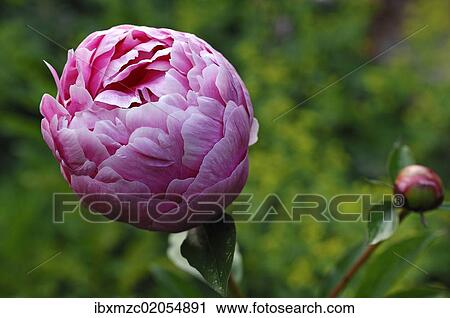 "Peony (Paeonia officinalis), emerging flower with bud" View Large Photo Image Stock Image - "Peony (Paeonia officinalis), emerging flower with bud". Fotosearch