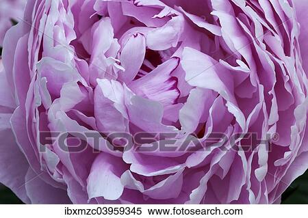 "Peony (Paeonia officinalis), flower" View Large Photo Image Stock Photography - "Peony (Paeonia officinalis), flower". Fotosearch