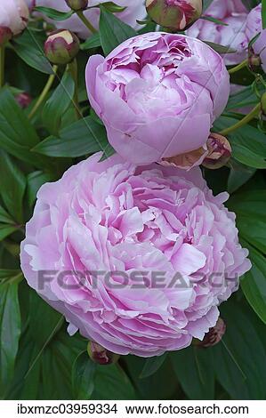 "Peony (Paeonia officinalis), flowers" View Large Photo Image Picture - "Peony (Paeonia officinalis), flowers". Fotosearch