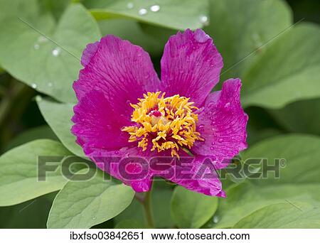"Peony (Paeonia sp. ), flowering, Thuringia, Germany, Europe" View Large Photo Image Stock Image - "Peony (Paeonia sp. ), flowering, Thuringia, Germany, Europe". Fotosearch
