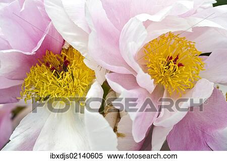 Stock Photography - Peony (Paeonia). Fotosearch