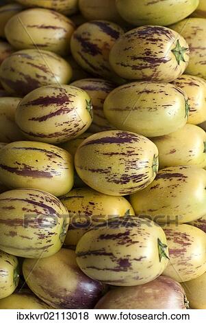 Pepino Dulce or Melon Pear (Solanum muricatum) View Large Photo Image Stock Photo - Pepino Dulce or Melon Pear (Solanum muricatum). Fotosearch