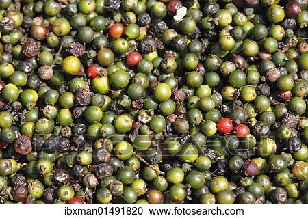Stock Image - "Peppercorns laid out to dry, Kerala, India, South Asia, Asia". Fotosearch