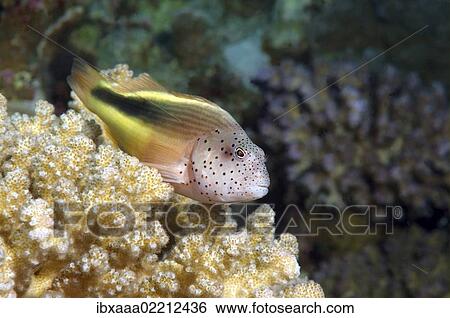 "Perched freckled hawkfish or Black-sided hawkfish (Paracirrhites forsteri), Red Sea, Egypt, Africa" View Large Photo Image Stock Photograph - "Perched freckled hawkfish or Black-sided hawkfish (Paracirrhites forsteri), Red Sea, Egypt, Africa". Fotosearch