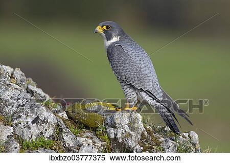 Stock Photography - "Peregrine Falcon (Falco peregrinus) on plucking spot with Green Woodpecker prey, Swabian Alb, Baden-Wuerttemberg, Germany, Europe". Fotosearch
