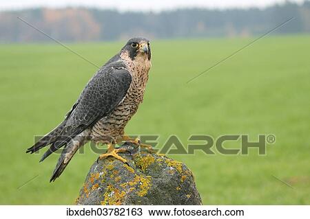 "Peregrine Falcon (Falco peregrinus), Allgau, Bavaria, Germany, Europe" View Large Photo Image Stock Image - "Peregrine Falcon (Falco peregrinus), Allgau, Bavaria, Germany, Europe". Fotosearch
