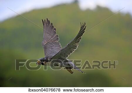"Peregrine Falcon (Falco peregrinus), adult, flying, captive, Eifel, Rhineland-Palatinate, Germany, Europe" View Large Photo Image Stock Photo - "Peregrine Falcon (Falco peregrinus), adult, flying, captive, Eifel, Rhineland-Palatinate, Germany, Europe". Fotosearch
