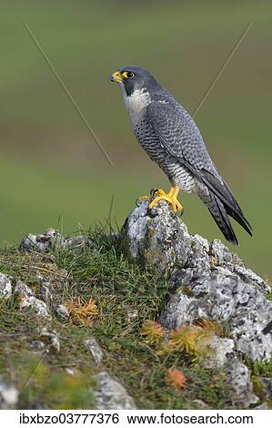 "Peregrine Falcon (Falco peregrinus), Swabian Alb, Baden-Wuerttemberg, Germany, Europe" View Large Photo Image Stock Photograph - "Peregrine Falcon (Falco peregrinus), Swabian Alb, Baden-Wuerttemberg, Germany, Europe". Fotosearch